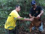 Kisah Ambo Dalle di Sinjai, Meraup Untung Selama Pandemi dengan Berburu Madu Hutan