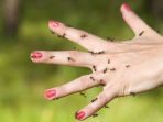 Semut Berduyung-duyung Masuk Rumah, Usir dengan 10 Cara Alami Ini!