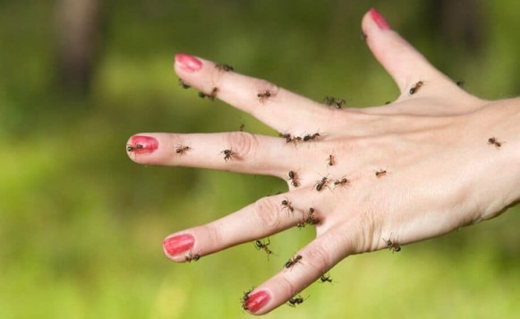 Semut Berduyung-duyung Masuk Rumah, Usir dengan 10 Cara Alami Ini!
