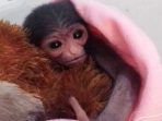 Bayi Mungil Owa Jawa Lahir di Konservasi Gunung Pangarango