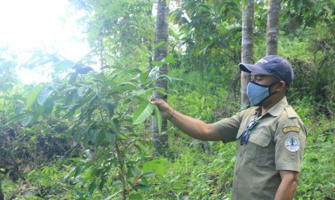 Pakoba, Kayu Endemik Sulawesi Utara yang Kaya Manfaat