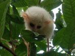 Hari Primata Indonesia, Yuk Kenali dan Cintai Primata Kita!