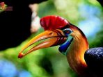 Burung Julang Sulawesi, Si Petani Hutan Diambang Kepunahan