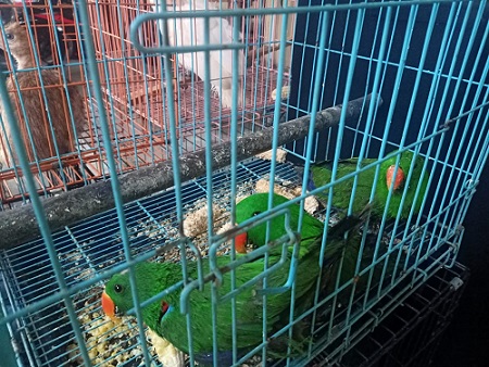 Burung dilindungi yang disita Balai Gakkum KLHK