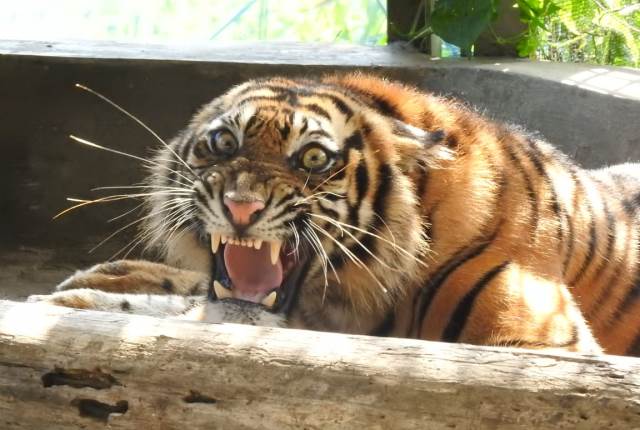 JIKALAHARI Desak Presiden Jokowi Cabut Izin Korporasi demi Warga dan Habitat Harimau