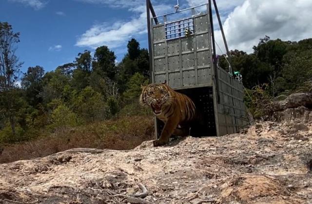 Suro, Harimau Sumatera yang Akhirnya Kembali ke Habitatnya di TN Gunung Leuser