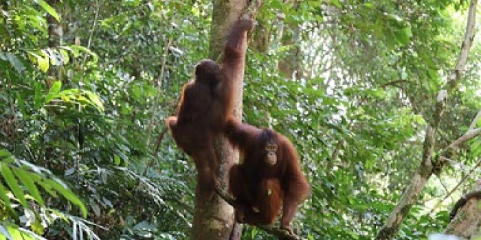 Lantaran Senggol Isu PLTA Batang Toru dan Orangutan Tapanuli, Diskusi Diintimidasi?