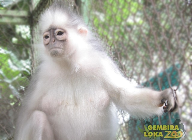 Pemuda Sumbar Diamankan Usai ‘Bermain’ dengan Simpai, Primata Endemik Sumatera
