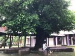 Pohon Beringin, Antara Mitos dan Manfaatnya yang Jarang Diketahui