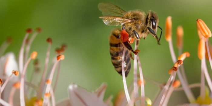 Terdampak Perubahan Iklim, Populasi Lebah Menurun Drastis