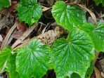 Khasiat Tanaman Begonia, Mengobati Luka Hingga Demam