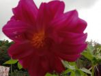 Kisah Bunga Dahlia dari Beranda Rumah Puang Roncing