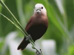 Di Antara 50 Miliar Burung Liar, Ini 4 Spesies Burung Paling Dominan!