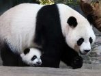 4 Tahun Absen Bersalin, Panda Raksasa Kembali Melahirkan di Tokyo