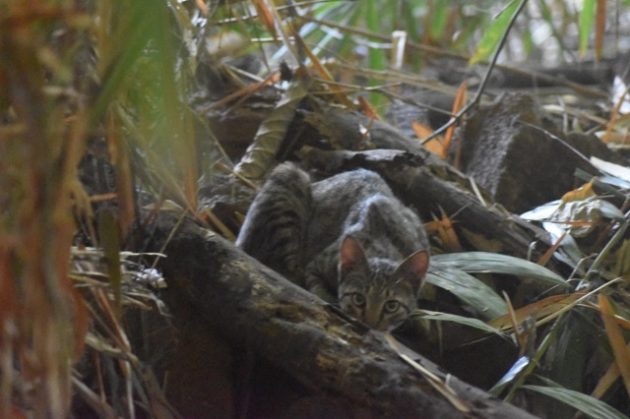 Seekor Kucing Hutan Terpantau Berkeliaran di Kawasan Rumah Hijau Denassa