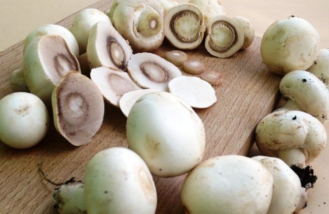 Jamur Kancing, Familiar sebagai Bahan Makanan Segudang Manfaat