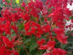Perihal Bunga Salvia, Si Penyelamat Wazir Agung Kesultanan Seljuk