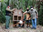 BBKSDA Papua Lepasliarkan Dua Belas Satwa Dilindungi ke Habitatnya