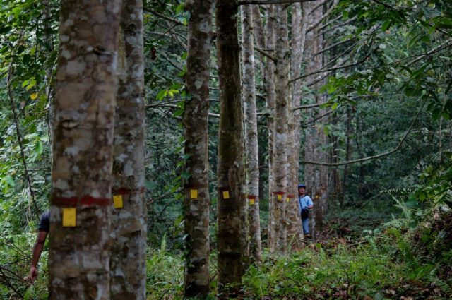 Menyelamatkan Hutan, Mewujudkan Sawit Berkelanjutan