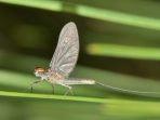 Mayfly, Serangga Berumur Pendek yang Menjadi Indikator Perairan