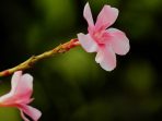 Bunga Oleander, Si Cantik yang Berbahaya
