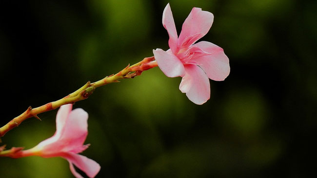 Bunga Oleander, Si Cantik yang Berbahaya