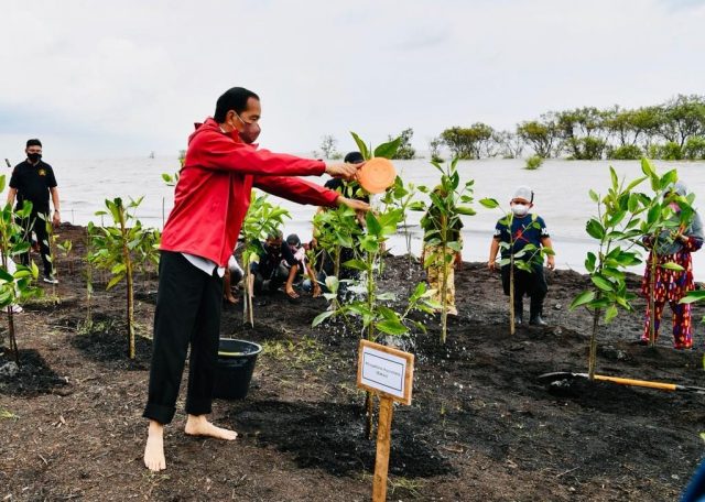 Pesan Rehabilitasi Mangrove, Presiden Jokowi Tanam Mangrove di Bengkalis dan Batam