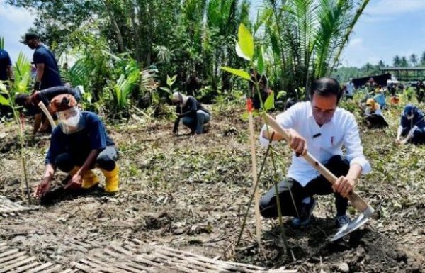 Presiden Jokowi Tanam Mangrove untuk Mitigasi Dampak Perubahan Iklim
