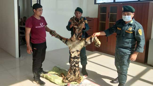 KLHK Berhasil Gagalkan Perdagangan Kulit Harimau Sumatera