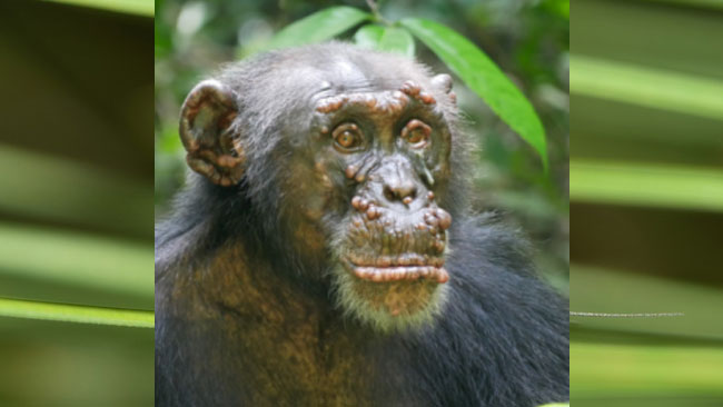 Kusta pada simpanse liar