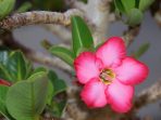 7 Kesalahan yang Perlu Dihindari dalam Perawatan Bunga Adenium