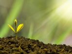  Apa Manfaat Fosfor pada Pertumbuhan Tanaman?