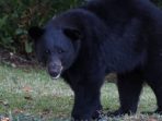 Kisah Seekor Beruang Florida Bertopeng Wadah Plastik