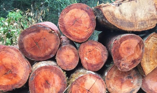Covid-19, Illegal Logging Meningkat, Industri Kayu Anjlok