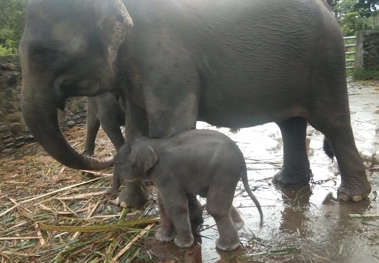 Seekor Anak Gajah Sumatera Lahir di PLSK Tangkahan