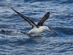 Pudarnya Kesetiaan Burung Laut Albatros di Tangan Perubahan Iklim