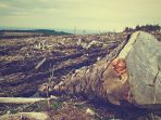 Hari Hutan Sedunia, WALHI NTT: Hentikan Pembangunan yang Merusak Hutan