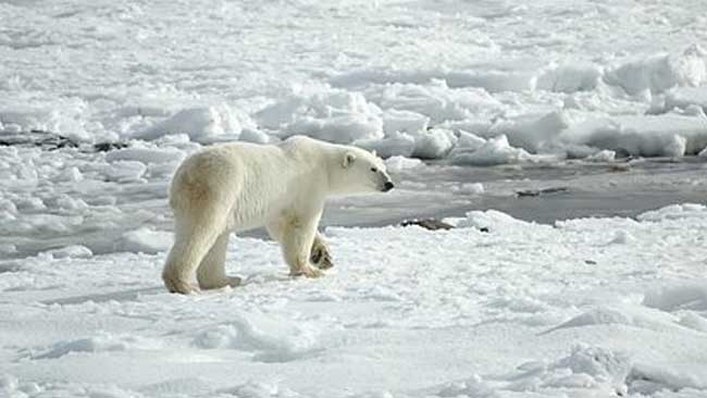 Melirik Nasib Beruang Kutub di Tangan Pemanasan Global