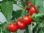 Cara Mengatasi Serangan Hama Penggerek Buah pada Tamanan Tomat
