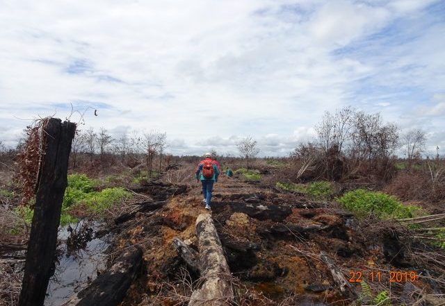 KLHK Menggugat Dua Korporasi Pembakar Hutan di Kalimantan