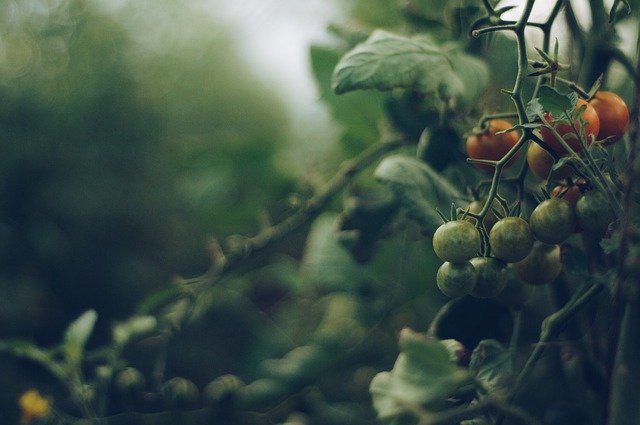 Mengenal Kutu Kebul, Hama Penyerang Tanaman Tomat dan Cara Mengatasinya