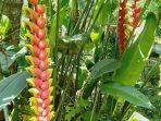 Heliconia Rostrata, Tanaman Berbunga Menggantung dengan Fungsi Ekologis Menawan