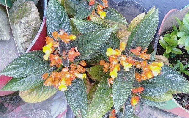 Mengenal Tanaman Begonia Orange dan Cara Merawatnya
