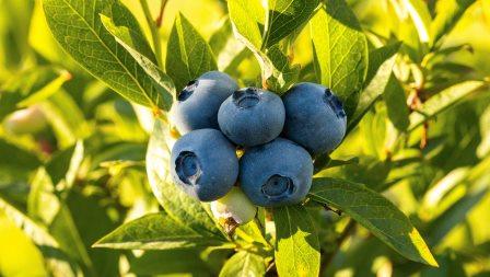 Dengan Blueberry, Otak Bisa Terlindungi dari Demensia?
