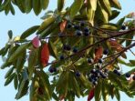 Jenitri, Pohon Ritus yang Bijinya Berpotensi Jadi Komoditas Ekspor