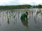 HPHA Sulsel Tanam Seribu Pohon Mangrove di Kampung Untia Makassar
