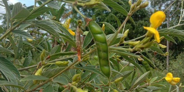 Mengenal Kacang Iris Alias Kacang Kayu, Manfaat dan Cara Menanamnya
