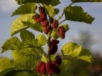 Bancara (Mulberry), Makanan Ulat Sutra dengan Beragam Manfaat Kesehatan