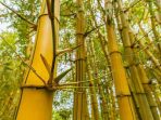 Mencium Aroma Mistik Bambu Kuning dan Ingatan pada Film Laga Indonesia