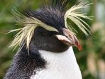 Penguin jambul tegak